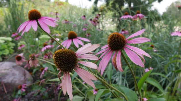 Der insektenfreundliche Garten Stauden, Sträucher, Bäume, Blumen SHZ