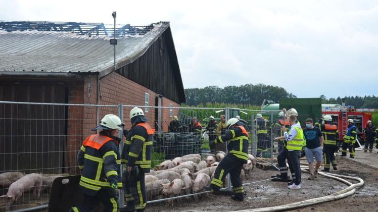 Nur ein Teil der 1600 Schweine konnte aus dem brennenden Stall gerettet werden.