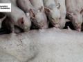 Sechs Tage alte Ferkel im Stall: Immer mehr Landwirte geben die Schweinehaltung auf.