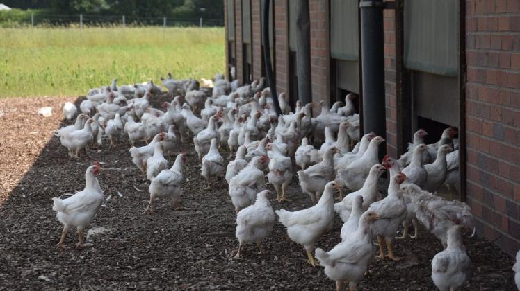 Im Rahmen der Initiative Tierwohl (ITW) gewähren Landwirte ihren Hühnern unter anderem mehr Tageslicht und mehr Platz im Stall.
