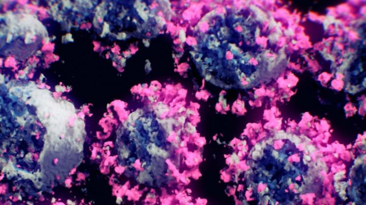 Die Aufnahme von Forschern des TU Wien-Spin-off Nanographics zeigt Coronaviren. Mit den rosa gefärbten Spike-Proteinen dringt es in Zellen ein.