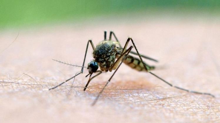Malaria ist eine der weltweit gefährlichsten Infektionskrankheiten und wird hauptsächlich von Stechmücken übertragen.