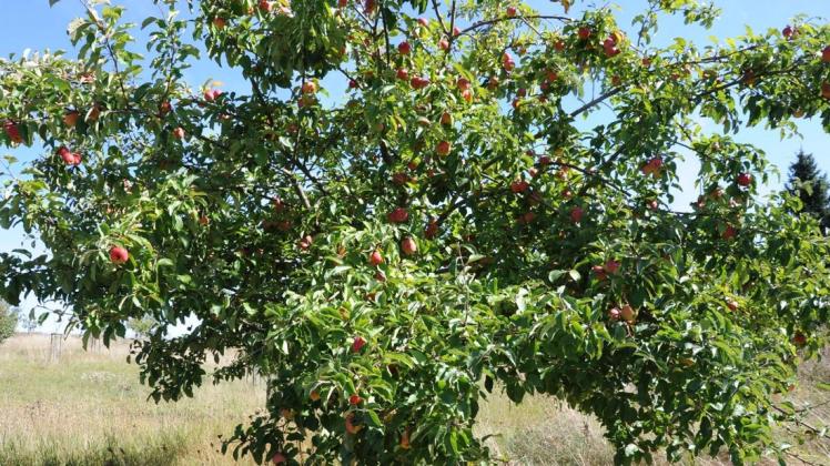 Bald schon ist das Obst wieder reif. An manchen Obstbäumen können sich Bürger kostenlos bedienen (Symbolfoto).