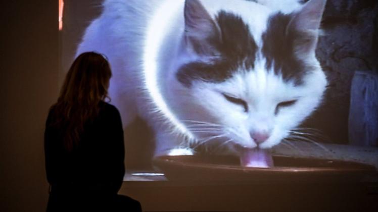 Das Video "Büsi" vom Künstlerduo Fischli/Weiss ist in der Ausstellung "Wild/Schön. Tiere in der Kunst" zu sehen. Foto: Sina Schuldt/dpa