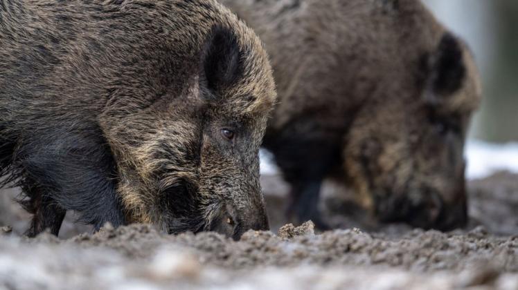 Infizierte Wildschweine können die Afrikanische Schweinepest verbreiten – aber auch der Mensch, der daran jedoch nicht erkrankt.