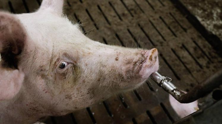 Trinkstelle für tragende Sauen: Landwirt Hartmut Meyer hat seinen Sauenstall bei Halen nach den neuen Vorgaben für mehr Tierwohl umgebaut.