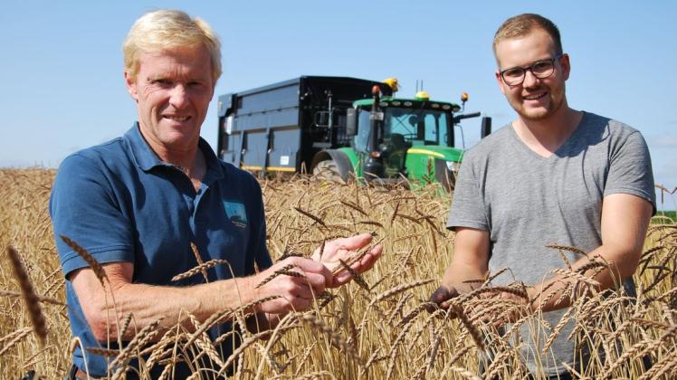 Die Dinkelernte beginnt: Bernd Hüpohl (links) und Linus Lechtenbrink kontrollieren den Reifegrad des Korns.