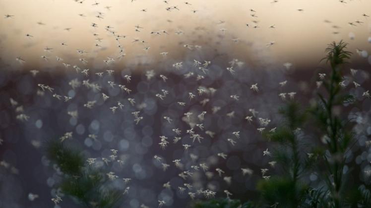 Das Mückenschwarm-Phänomen kann mehrere Tage und manchmal auch nur Stunden dauern.
