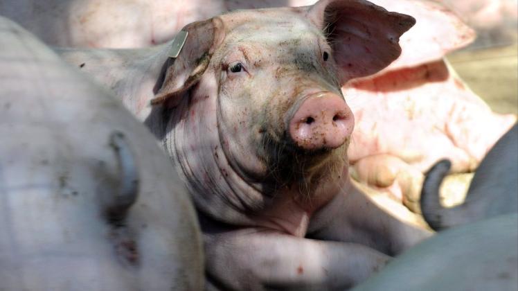Die Schweinehaltung im Emsland könnte vor einem Einschnitt stehen: Bei der Landwirtschaftskammer erwartet man den Ausstieg vieler Bauern aus diesem Betriebszweig.