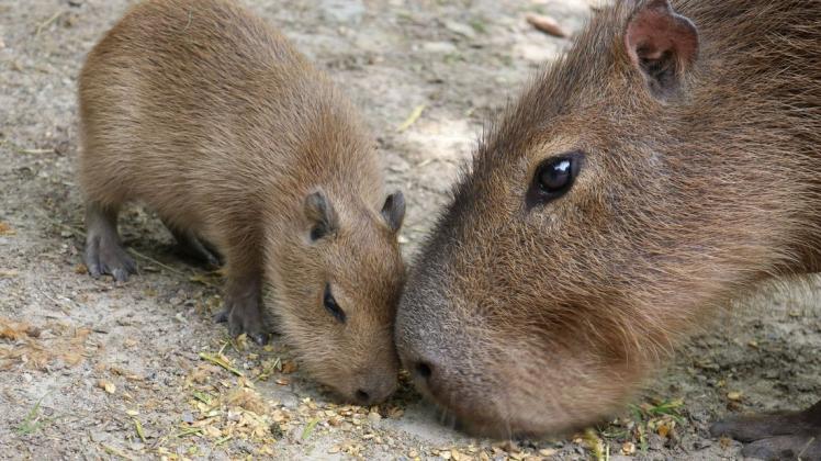 Nachwuchs bei den Capybaras, den sogenannten Wasserschweinen.