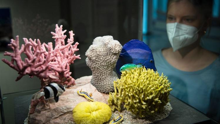 Schön - und bedroht: Das Übersee-Museum in Bremen bietet derzeit eine Ausstellung zu Korallenriffen an.