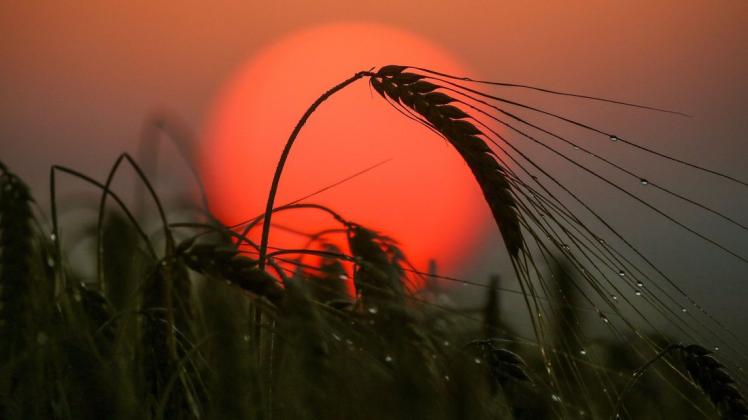 Sind wir schon extrem trockene Sommer gewöhnt, sodass uns dieser sehr nass vorkommt? Momentan ziehen häufig Gewitter über Deutschland. Ein Experte weiß mehr. Sind wir schon extrem trockene Sommer gewöhnt, sodass uns dieser sehr nass vorkommt? Momentan ziehen häufig Gewitter über Deutschland. Ein Experte weiß mehr.