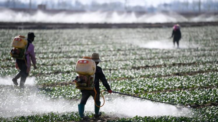 Zwei Landwirte versprühen Pestizide auf einem Gemüsefeld in China.