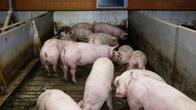Dieses Foto aus einem Schweinemastbetrieb in Wietmarschen vom Herbst 2020 stammt aus dem Material des  Deutschen Tierschutzbüros, das sie der Staatsanwaltschaft Oldenburg zur Verfügung stellte.