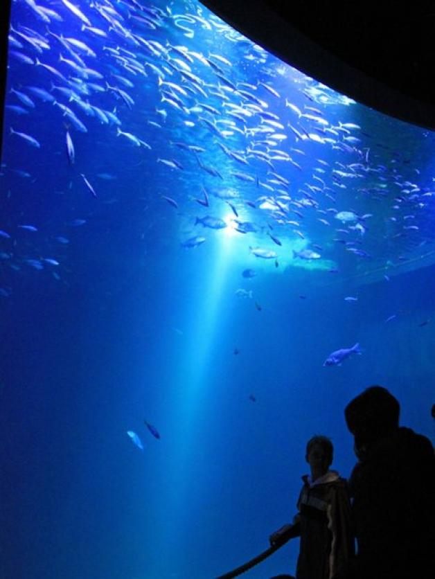 Das riesige Atlantikbecken fasst 2,6 Millionen Liter Wasser und ist Heimat von Ammenhaien, Rochen und Schwarmfischen. Das riesige Atlantikbecken fasst 2,6 Millionen Liter Wasser und ist Heimat von Ammenhaien, Rochen und Schwarmfischen.