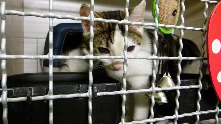 Viele herrenlose Katzen warten im Tierheim Lingen auf ein neues Zuhause.