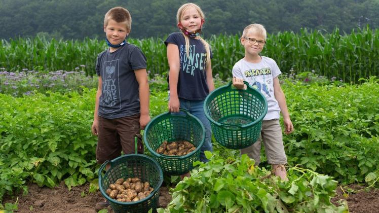 Hannes, Antonia und Niklas (von links) von der Kartoffel AG der Grundschule Riemsloh bei der Ernte auf dem Feld.