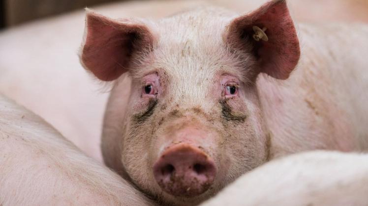 Die Schweinepest hat in Deutschland die Nutztiere erreicht. (Symbolfoto).