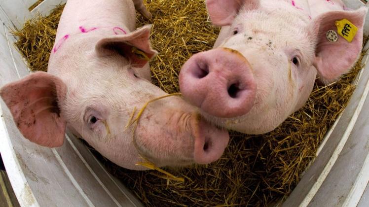 Die Afrikanische Schweinepest ist erstmals bei Hausschweinen in Deutschland nachgewiesen worden. Der Bestand von rund 200 Tieren wird gekeult.
