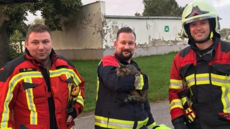Gemeinsam retteten die Gadebuscher und Lützower Feuerwehren ein junges Kätzchen von einer gut 25 Meter hohen Linde.