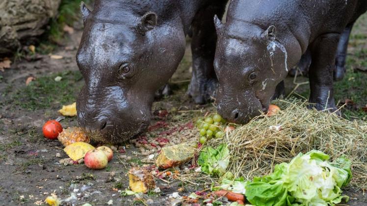 Das NNN-Zoo-Patentier Taya (rechts) feiert den ersten Geburtstag mit einem üppigen Frühstück. Das Zwergflußpferdmädchen hat sich zur Freude der Tierpfleger prächtig entwickelt und hat einen gesunden Appetit – genauso wie Mutter Nimba. Das NNN-Zoo-Patentier Taya (rechts) feiert den ersten Geburtstag mit einem üppigen Frühstück. Das Zwergflußpferdmädchen hat sich zur Freude der Tierpfleger prächtig entwickelt und hat einen gesunden Appetit – genauso wie Mutter Nimba.