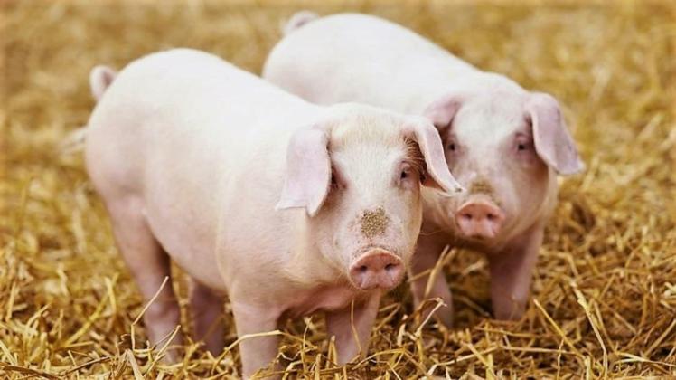 Strohschweine wachsen unter Bedingungen auf, die dem Tierwohl besonders förderlich sind. Von den Ludwigsluster Wurst- und Fleischwaren erhält der Landwirt einen fairen Preis für seinen Mehraufwand, der ist deutlich höher, als das, was im Moment am Markt üblich ist. Die Verbraucher können ohne schlechtes Gewissen ein Produkt genießen, das regional ist, nachhaltig produziert wird und Premium-Qualität aufweist.