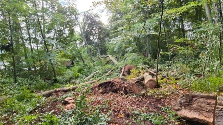 Mehrere Bäume wurden vom Waldbesitzer bei Basthorst gefällt. Eine Genehmigung gab es aber nur für drei. Ob das rechtens war, wird derzeit geprüft.