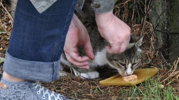 Die Katzenbetreuerinnen des Tierschutzvereins Güstrow versorgen Streuner regelmäßig an Futterstellen.