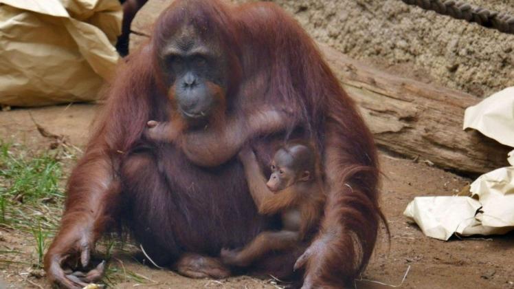 Die Tochter der Orang-Utan-Dame, Surya, lebt mittlwerweile im Wiener Zoo. Die Tochter der Orang-Utan-Dame, Surya, lebt mittlwerweile im Wiener Zoo.