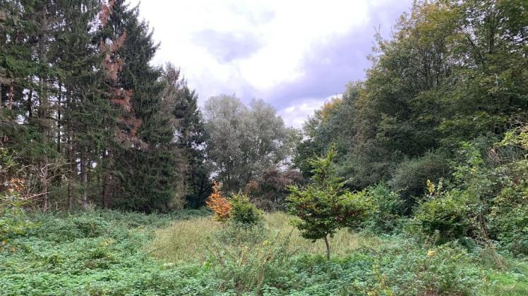 Diese hauptsächlich mit Gras und einigen wenigen Büschen bedeckte Fläche am Vielmoorweg soll zum Hemdinger Urwald aufgeforstet werden.