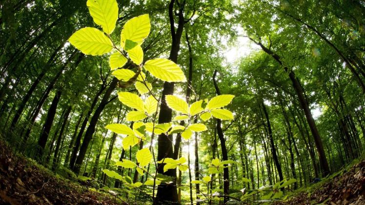 Soll wachsen: MV will die Waldfläche in  den nächsten  Jahren um mehrere Tausend Hektar erweitern.