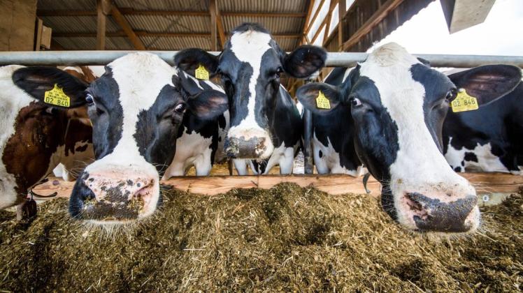 Die Rinderhalter in MV sind in Sorge: In einer Herde ist erstmals wieder Rinder-Herpes-Tierseuche ausgebrochen.