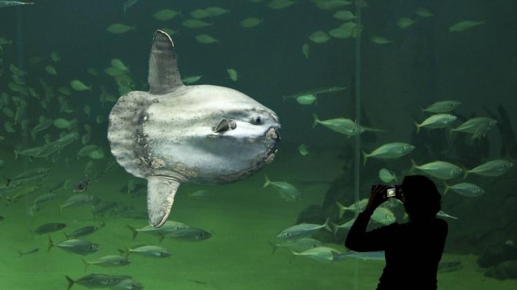 Manche Aquarien zeigen ihn: Der Mondfisch ist der schwerste Knochenfisch der Welt – und lebt unter anderem im Mittelmeer.