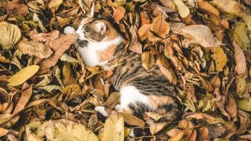 Freilebende Katzen sollen in Mecklenburg-Vorpommern eine neues Zuhause in einem Katzenwald finden. (Symbolfoto.)