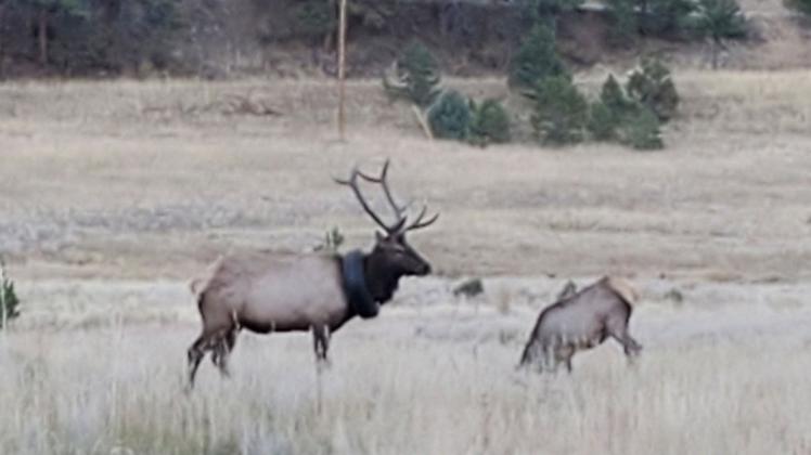 Mit einem schweren Reifen um seinen Hals ist ein Wapiti-Hirsch im US-Bundesstaat Colorado zwei Jahre in der Wildnis unterwegs gewesen - nun haben ihn Wildhüter von der Last befreit.