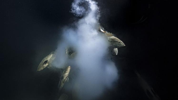 Bestes Wildtierfoto 2021 zeigt „überirdische Schönheit“ Bestes Wildtierfoto: Ein Trio getarnter Zackenbarsche wird beim Verlassen einer milchigen Wolke von Eiern und Spermien gezeigt.