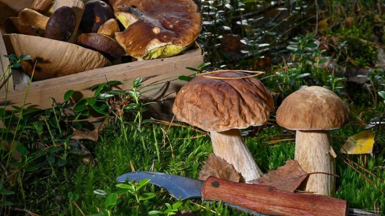 Korb und Pilzmesser sind wichtige Utensilien zum Sammeln der schmackhaften Herbstgewächse. Korb und Pilzmesser sind wichtige Utensilien zum Sammeln der schmackhaften Herbstgewächse.