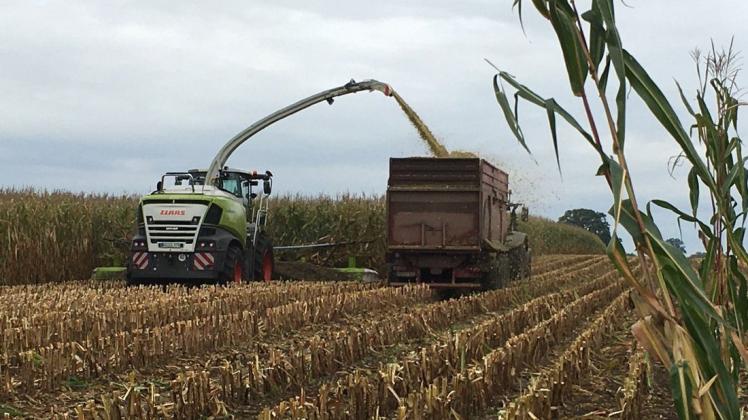 Auf diesem Acker bei Passow wird gerade Futtermais geerntet, gehäckselt und sofort verladen. Er gelangt dann in Silos, in denen er zu Maissilage weiterverarbeitet wird.
