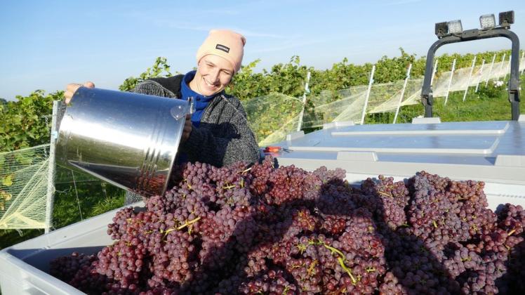 Jungfernlese auf dem Weinberg Dähn: Etwa 300 Kilogramm Trauben passen in eine Box, die Juliane Dähn und ihre Erntehelfer nach und nach füllen.