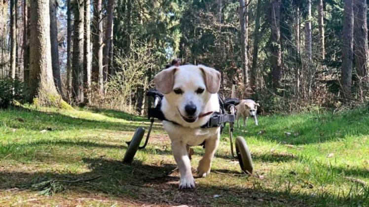 Längere Spaziergänge sind kein Problem, jedoch hat Tofie (5) mit seinem Rolli nicht das Tempo eines nicht gehandicapten Hundes.