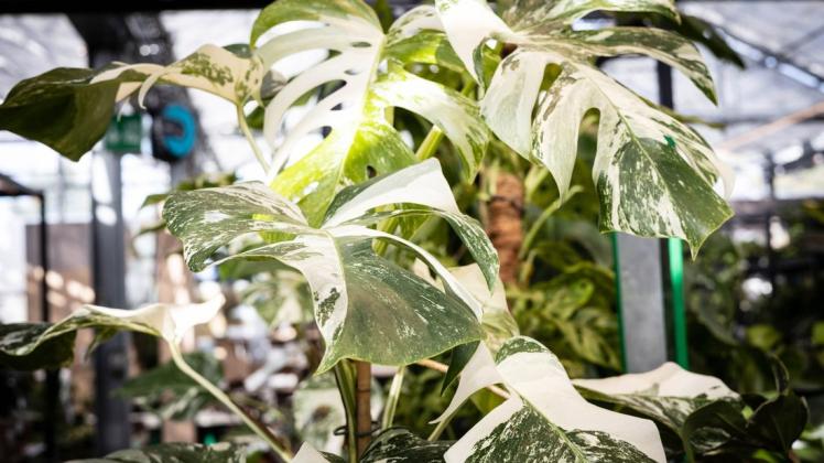 Philodendron: Darum ist die Zimmerpflanze perfekt frs Wohnzimmer