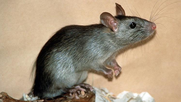 Mäuse und Ratten suche im Herbst wieder einen Unterschlupf.