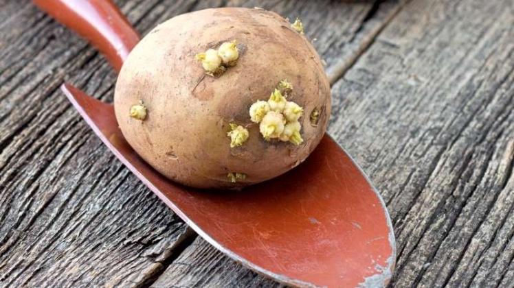 Kartoffelaugen zeigen den Beginn der Entwicklung der Keime an.