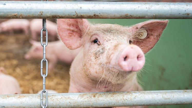 Auf einem Bio-Hof guckt ein Schwein im Stall zwischen zwei Stangen hindurch.
