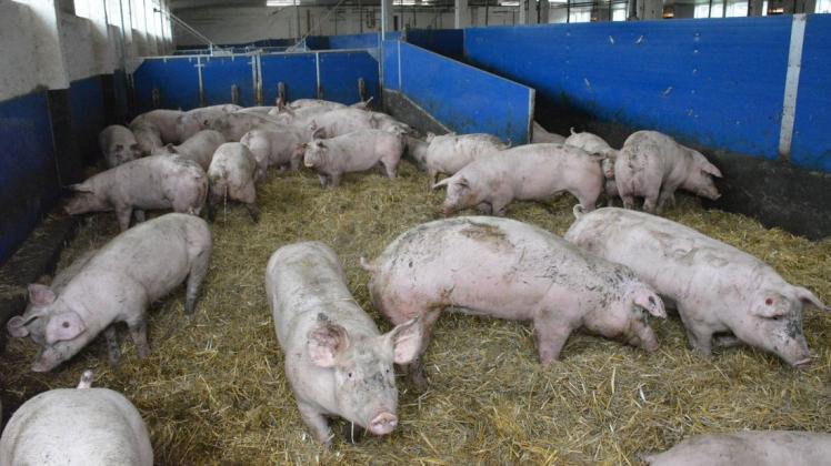 Diese Mastschweine auf dem Hof von Gut Rögnitztal können nach Belieben vom Spaltenboden auf Stroh wechseln.