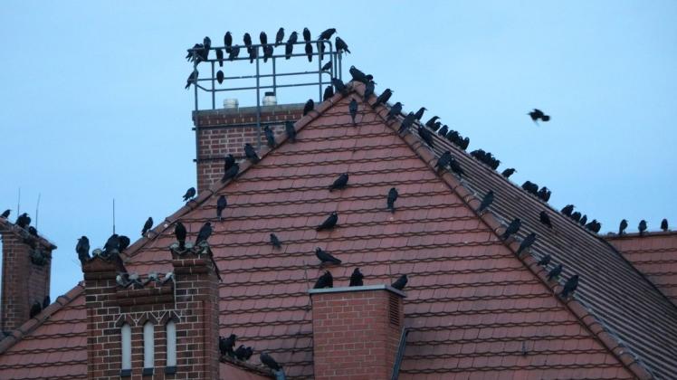 Die Saatkrähen nutzen das Dach der Jahn-Grundschule gern als Rastplatz.