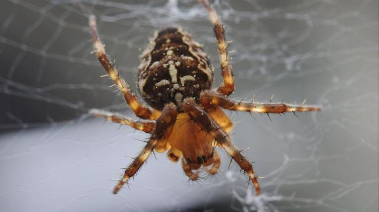 Auf einen Besuch einer Spinne kann SVZ-Volontär Thorben Oberhag getrost verzichten.
