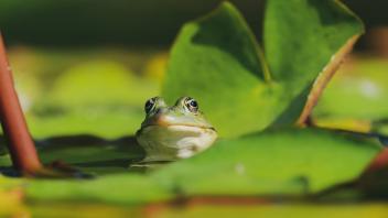 Der Froschnachwuchs ist da.