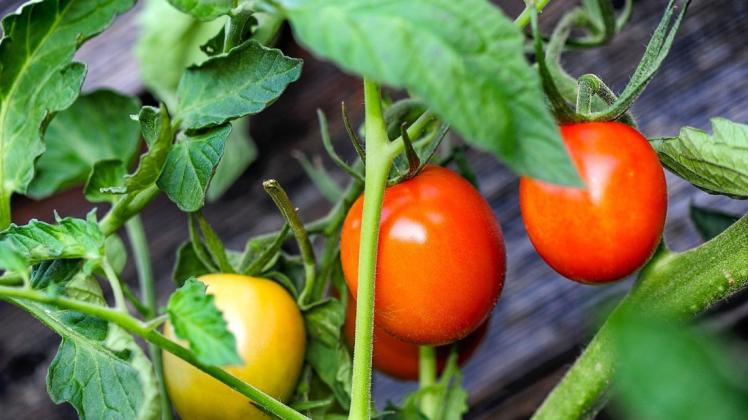 Tomaten kann man auch auf dem Balkon anpflanzen.