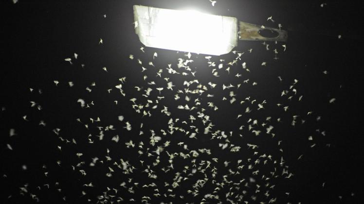 Lichtverschmutzung in der Stadt: Tausende von Insekten umschwirren Laternen, viele von ihnen gehen hier zugrunde.